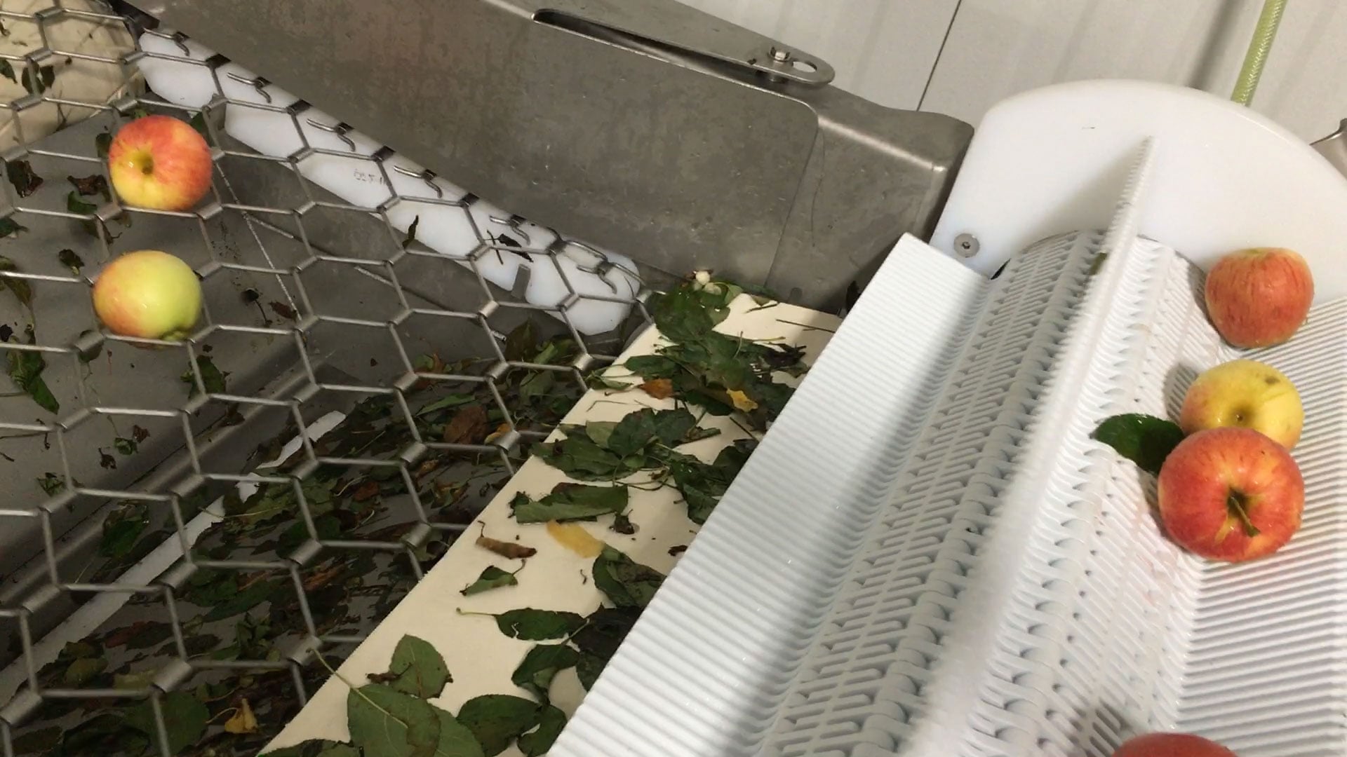 Apples and leaves on a conveyor system used in food processing, demonstrating material handling in fruit production automation.